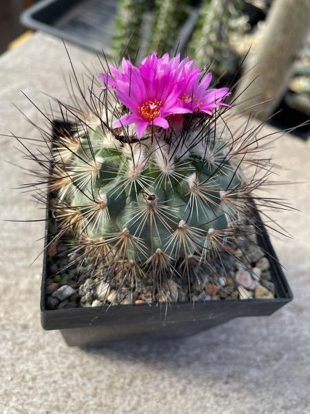 Gymnocactus viereckii